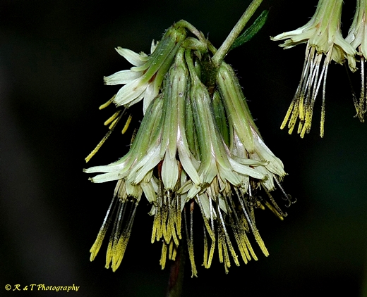 {Nabalus serpentarius}